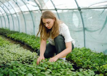 Bachelor of Science in Horticulture