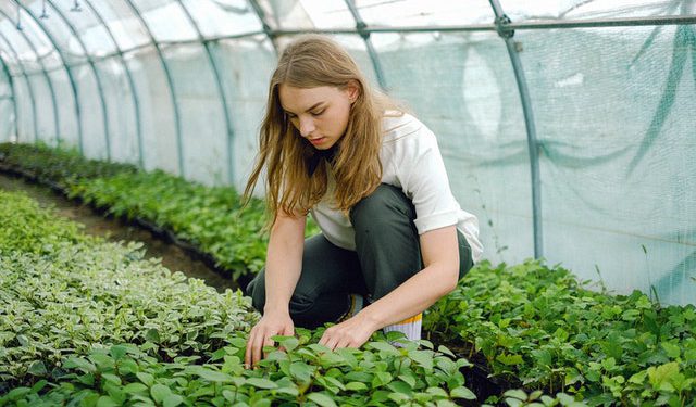 Bachelor of Science in Horticulture