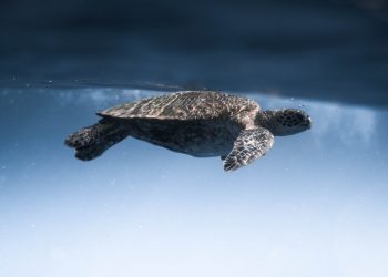 Bachelor of Science in Zoology (B.Sc. Zoology)