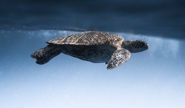 Bachelor of Science in Zoology (B.Sc. Zoology)