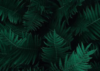 Master of Science of Botany (M.Sc. Botany)