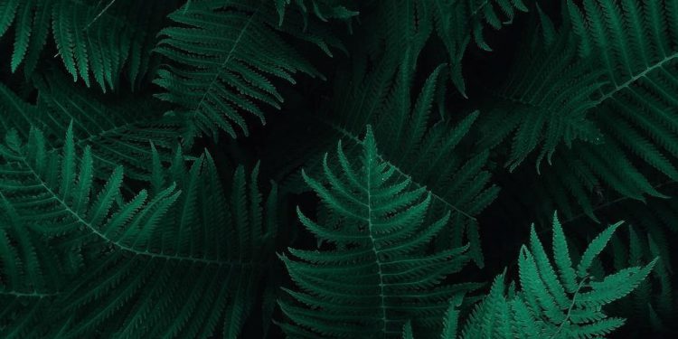 Master of Science of Botany (M.Sc. Botany)